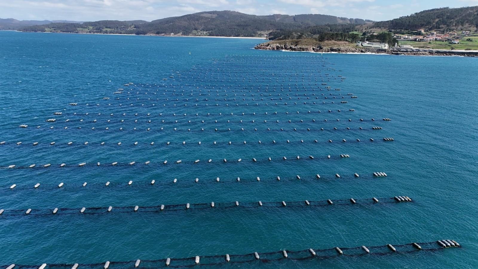 Parque de bateas de mejillón en la ría